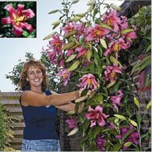  Лилия Росселини